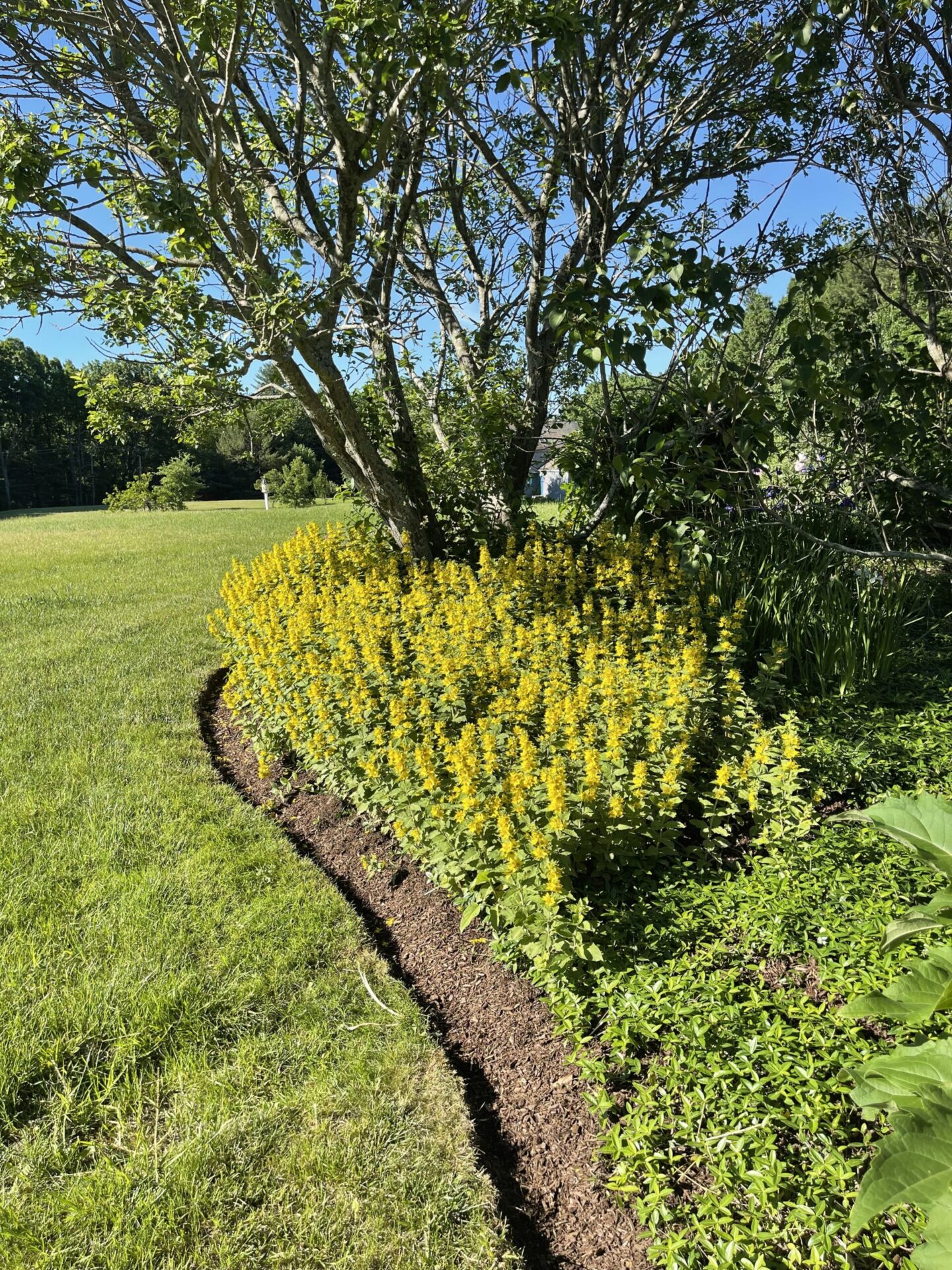 Bittencourt's Lawn and Landscape Home Services Lawn Care Acton, MA